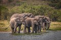 44 Oeganda, Queen Elizabeth NP, olifanten